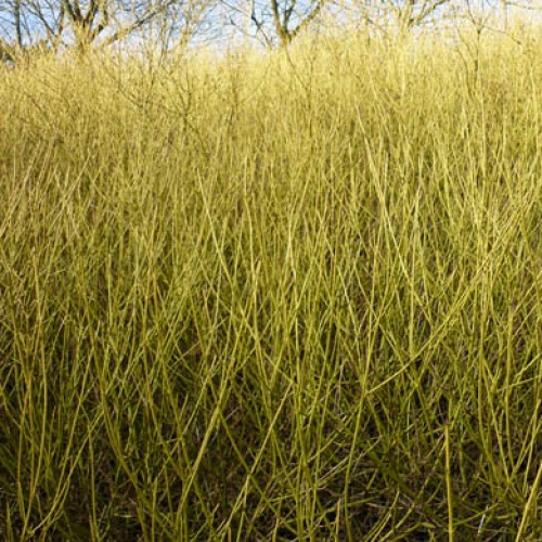 Bareroot Dogwood Yellow Stem Cornus flaviramea 40-60cm | ScotPlants Direct